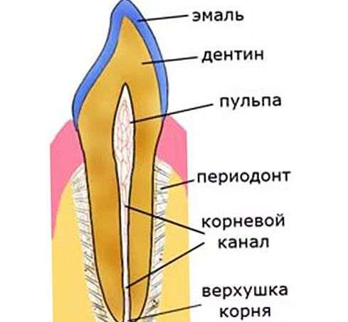 Зубная формула