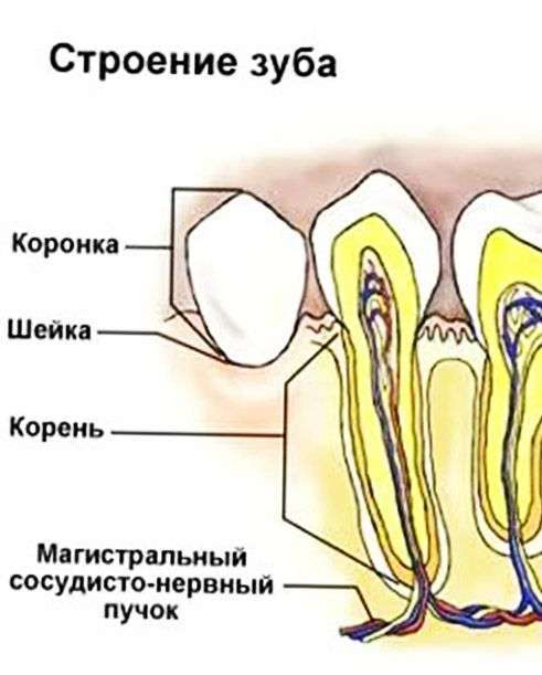 Зубные нервы