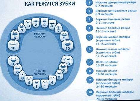 периоды прорезывания зубов