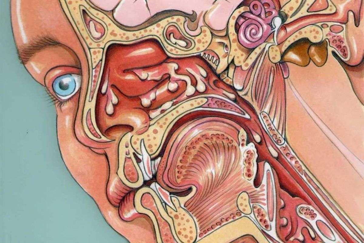 Высморкалась и заложило ухо. Анатомия человека ЛОР органы. Анатомия уха и носа человека. Строение уха горла носа.